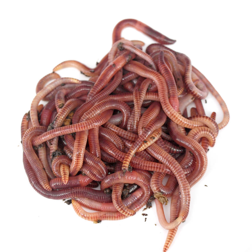 Eisenia hortensis earthworms - Worms Direct