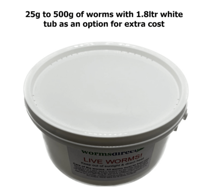 Medium Dendrobaena - Image 3