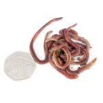 Composting Worms