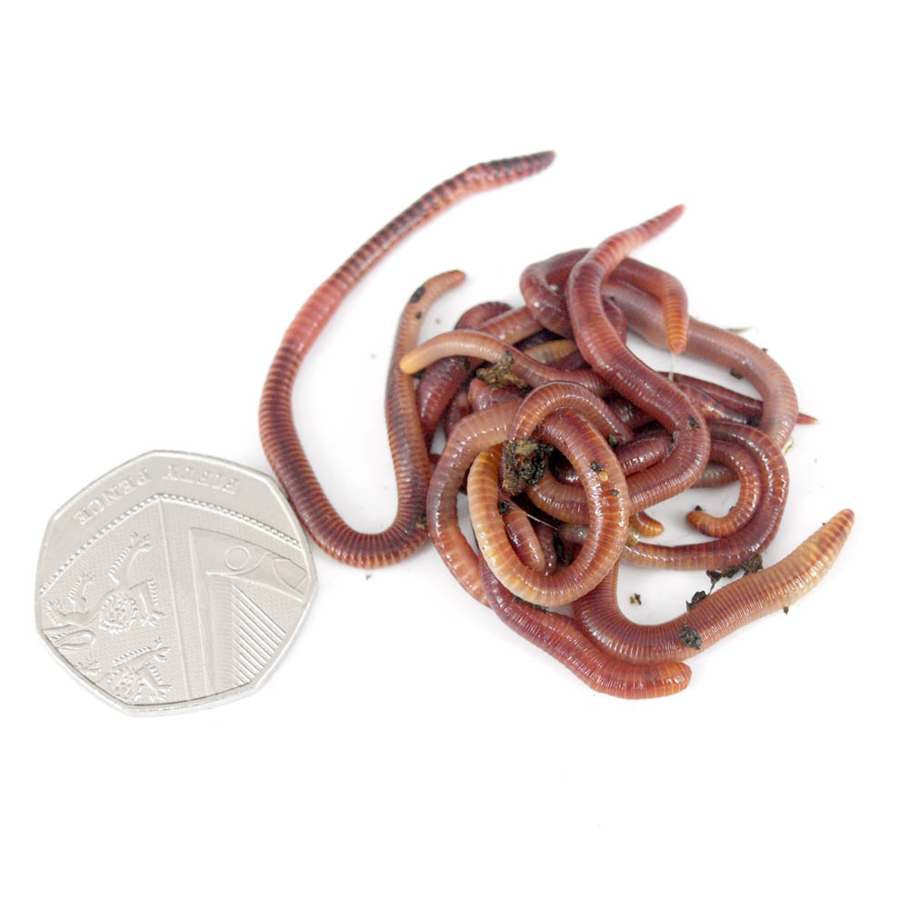 Composting Worms - Worms Direct