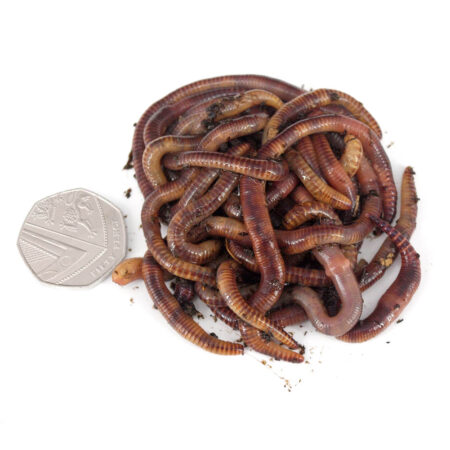 Live Bait - Worms Direct