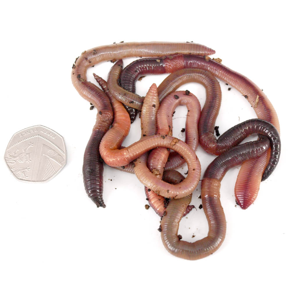 Large Lobworms (Handpicked) - Worms Direct