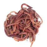 Worm Colonies - Image 4