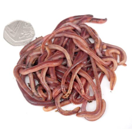 Fishing Worms and Bait - Dendrobaena Worms