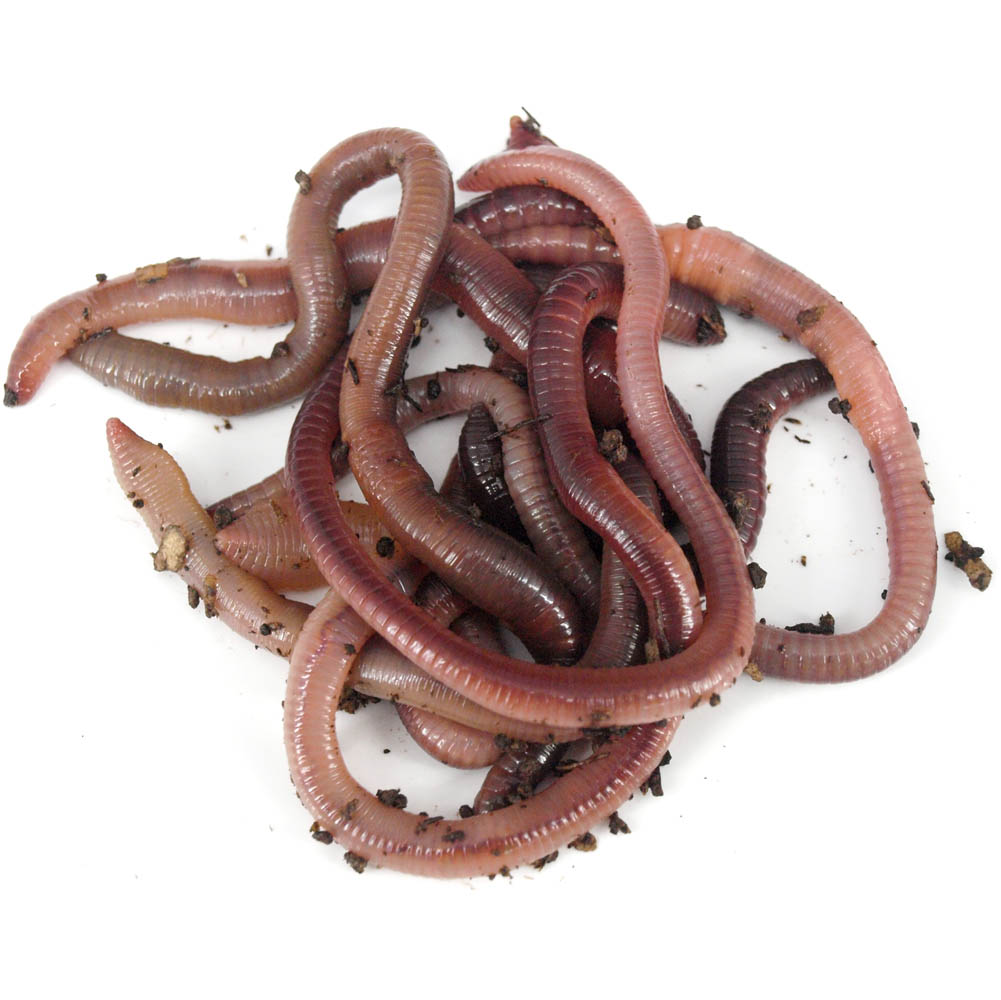 Fishing Worms and Bait