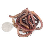 Medium Lobworms (Handpicked) - Image 3