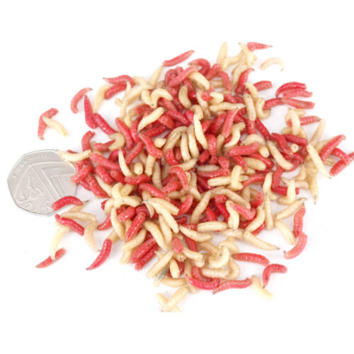 Maggots - Mixed Red and White - Worms Direct