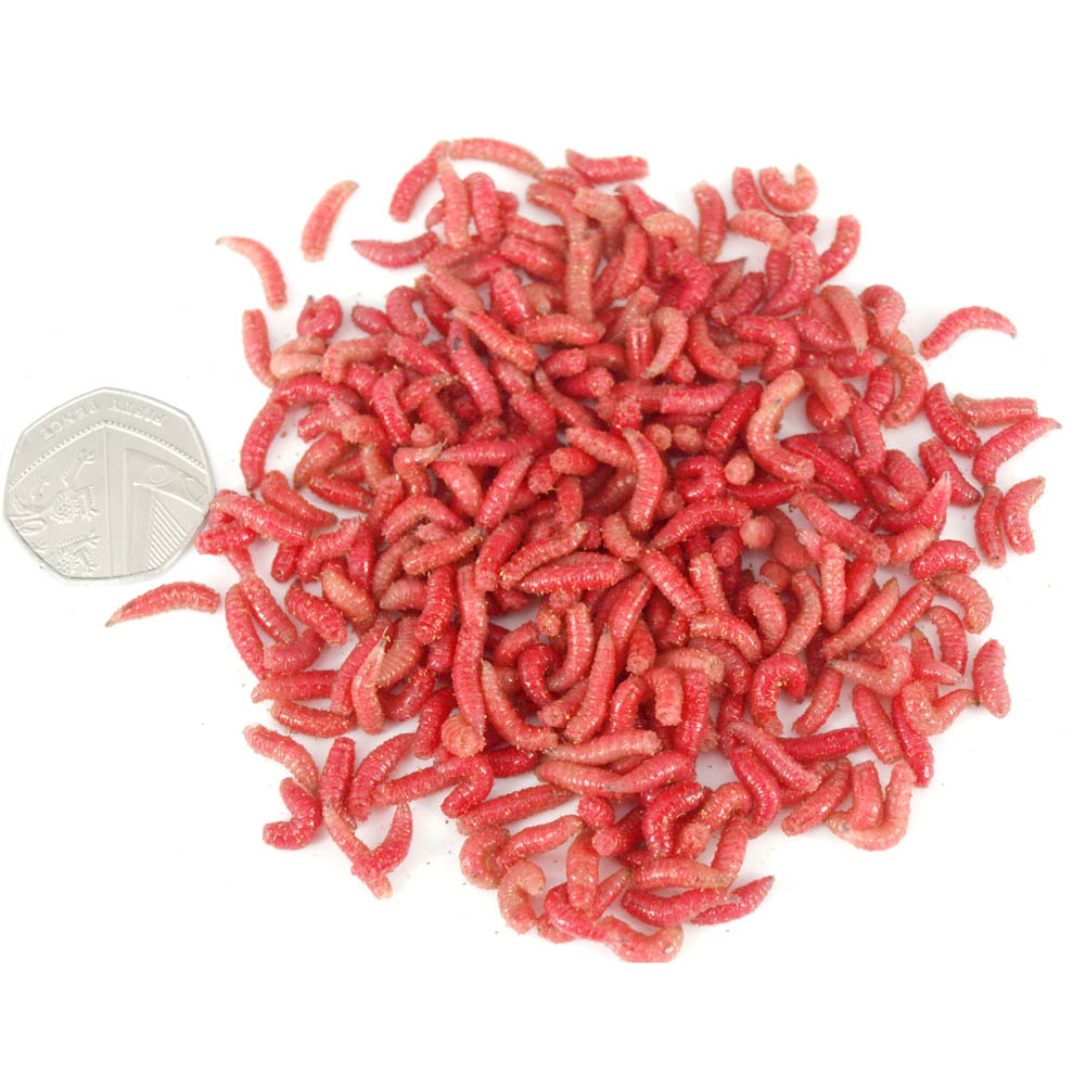 Maggots - Red - Worms Direct