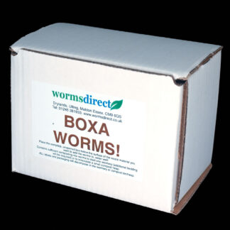 boxa worms
