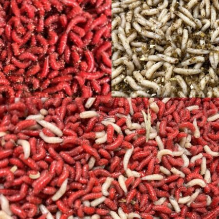 Maggots