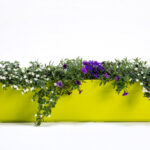 Urbalive Berberis - 80cm