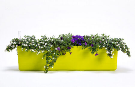 Urbalive Berberis - 80cm - Image 1