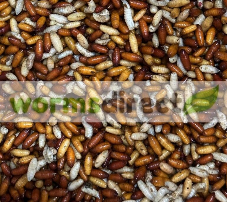 Fresh Cod Maggots Fresh Maggot Casters - 1 Pint - Worms Direct