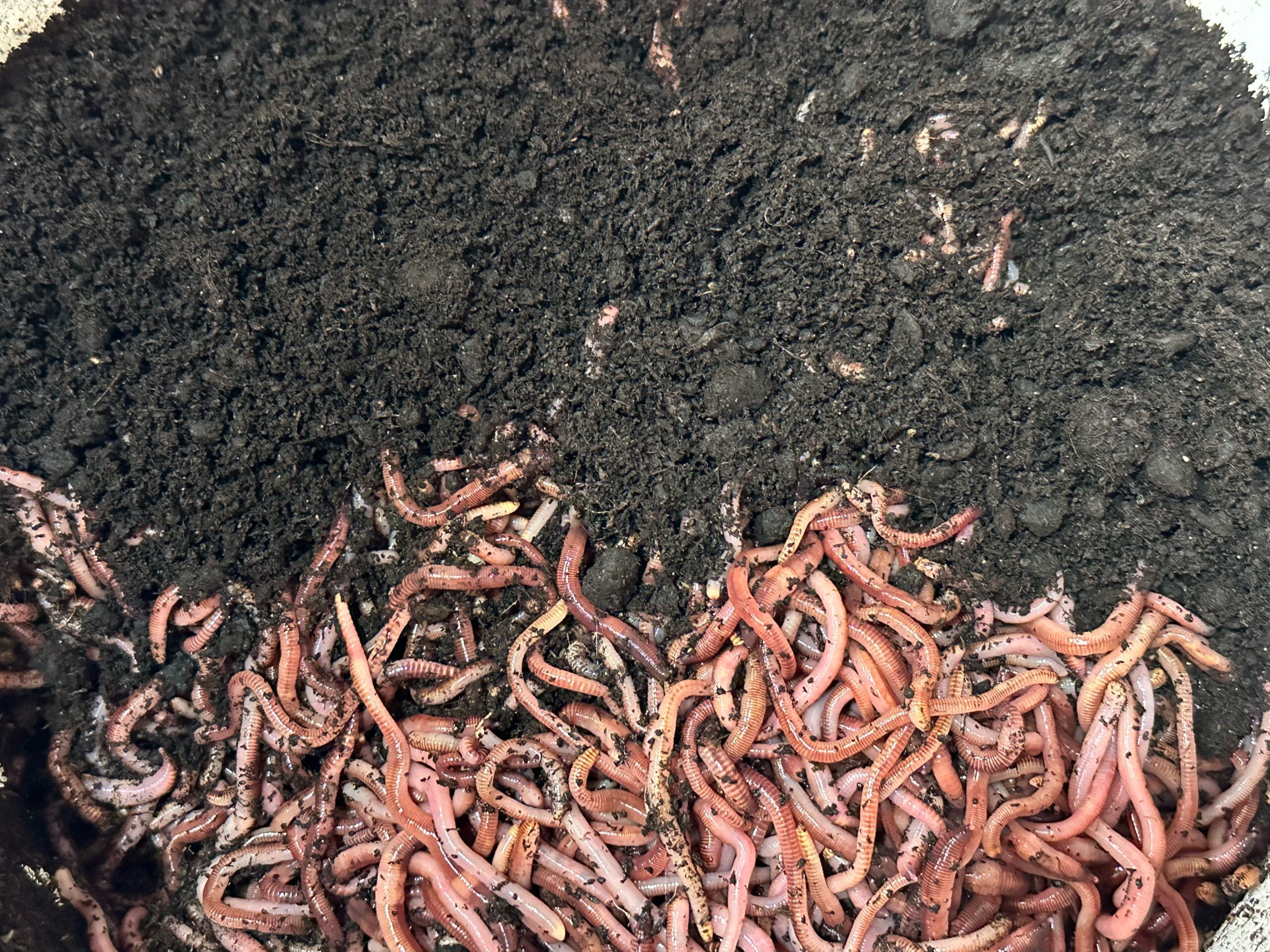 Worm & bedding kit